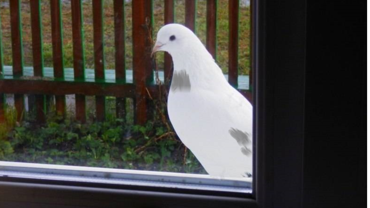 Голубь на подоконнике. Птица на подоконнике. Белый голубь на подоконнике. Белые голуби на окна. Голубь залетел в дом примета